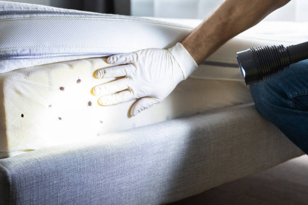 Best Local Pest Control Services  in Westfield, MA