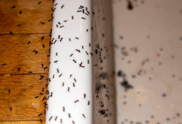 Best Pest Prevention Services  in Westfield, MA