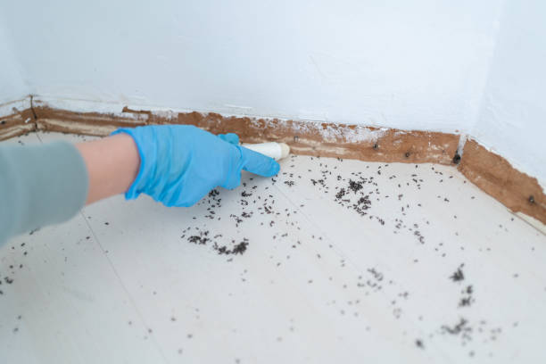 Best Pest Control for Homes  in Westfield, MA