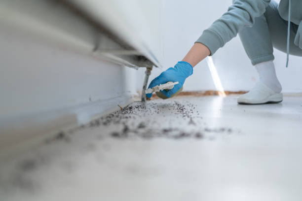 Best Mosquito Control Services  in Westfield, MA